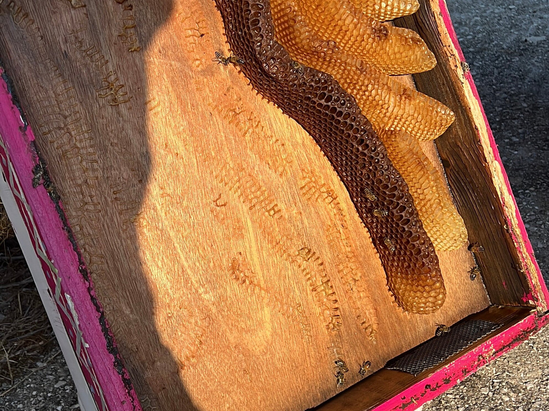 So! Bee-纳夫普利翁必去景点