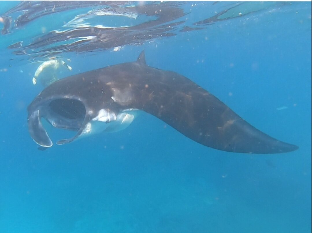 Snorkeling at Nusa Penida-Toyapakeh必去景点