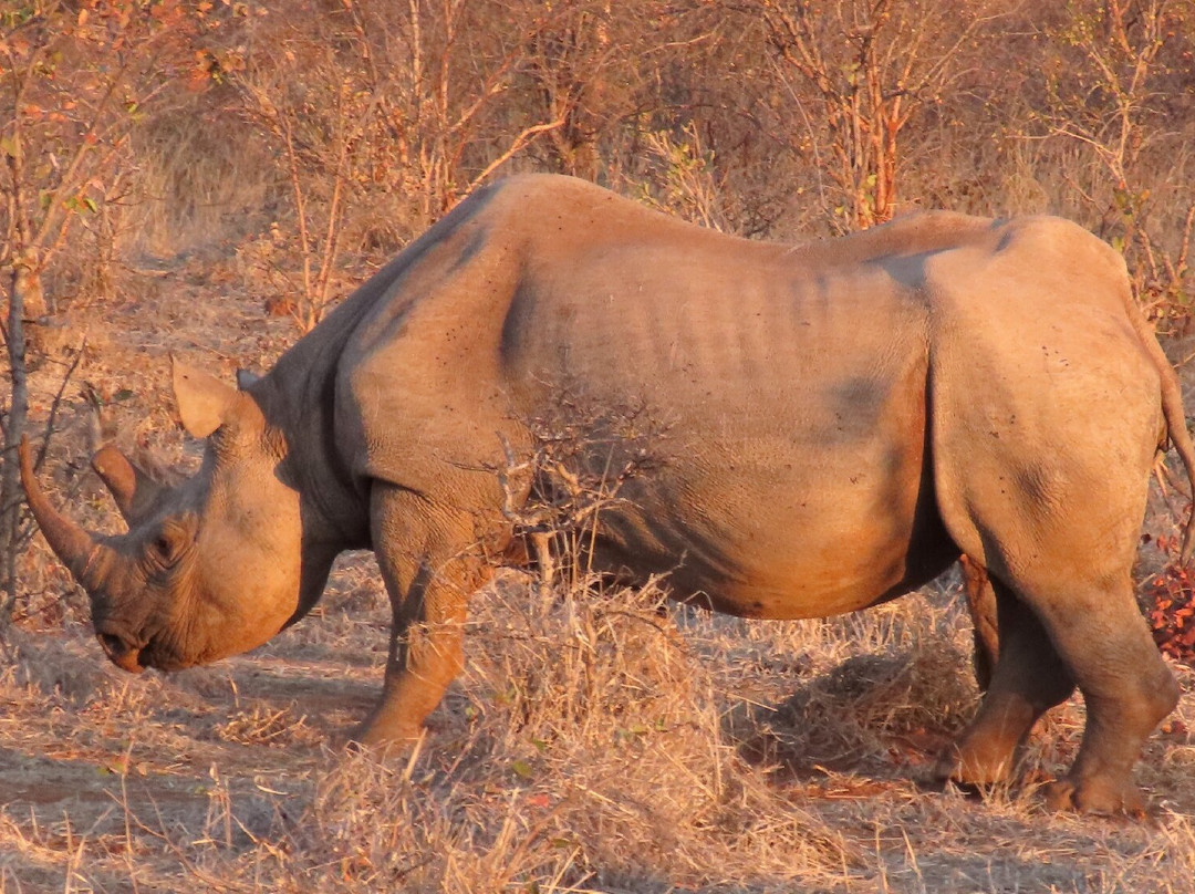 The Stanley and Livingstone-维多利亚瀑布必去景点