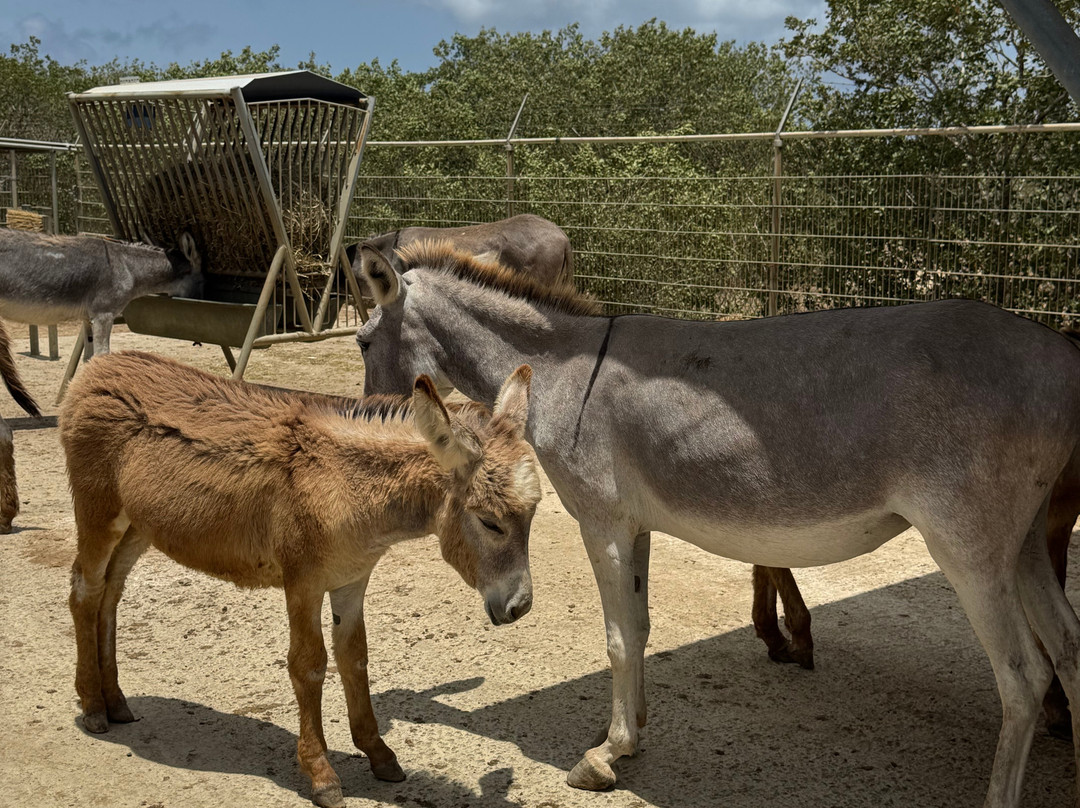 Donkey Sanctuary Bonaire-博奈尔岛必去景点