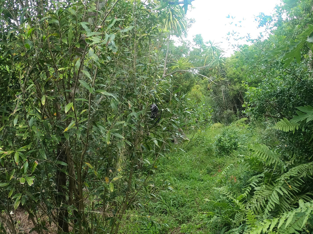 Grande Montagne Nature Reserve-罗德里格斯岛必去景点