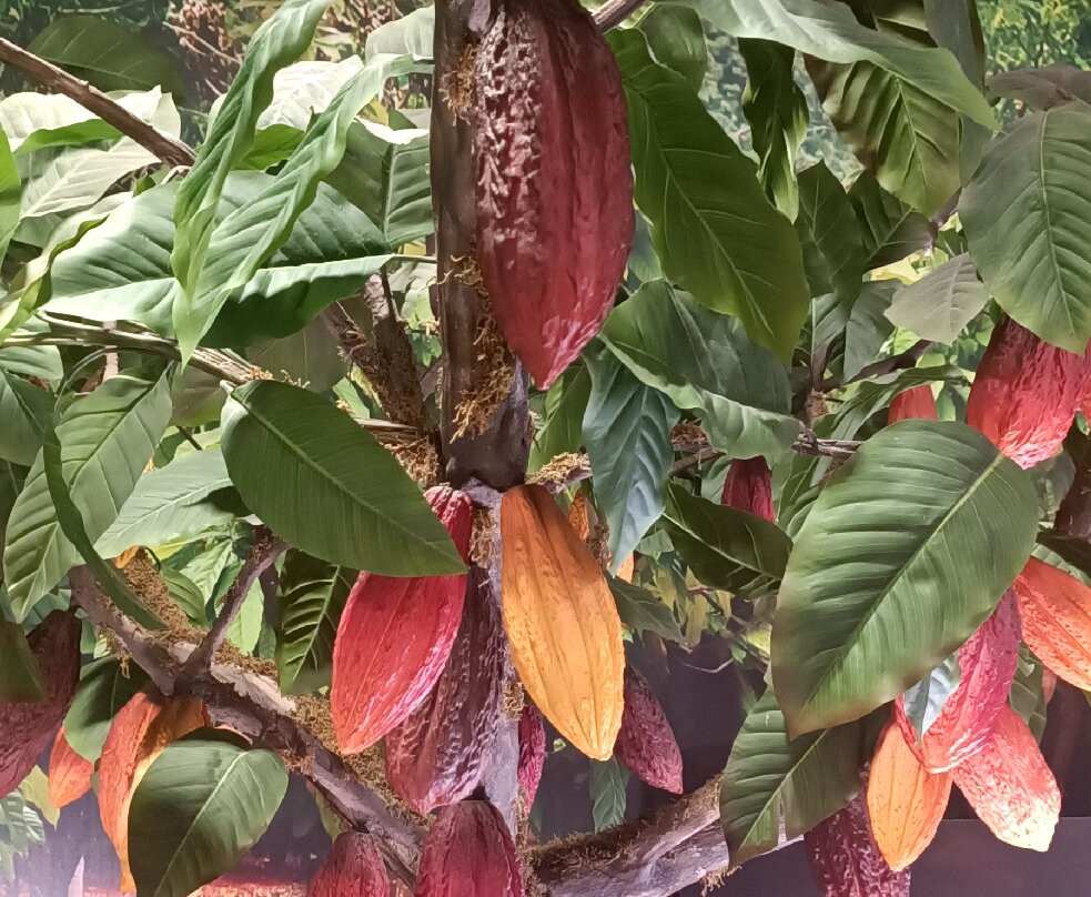 Valor Chocolate Museum-Villajoyosa必去景点