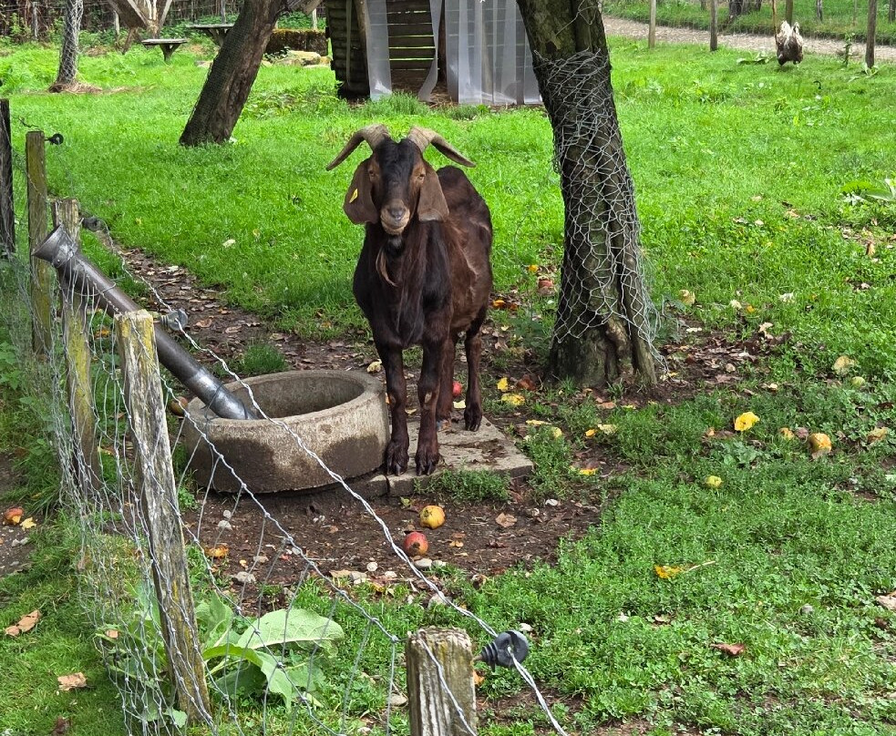 Wildpark Sonnenhalde-Neukirch必去景点