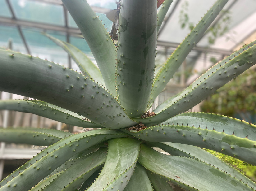 Botanical Garden-科希策必去景点