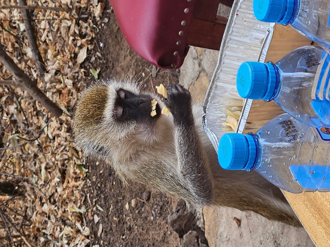 马赛辛巴营度假村主图