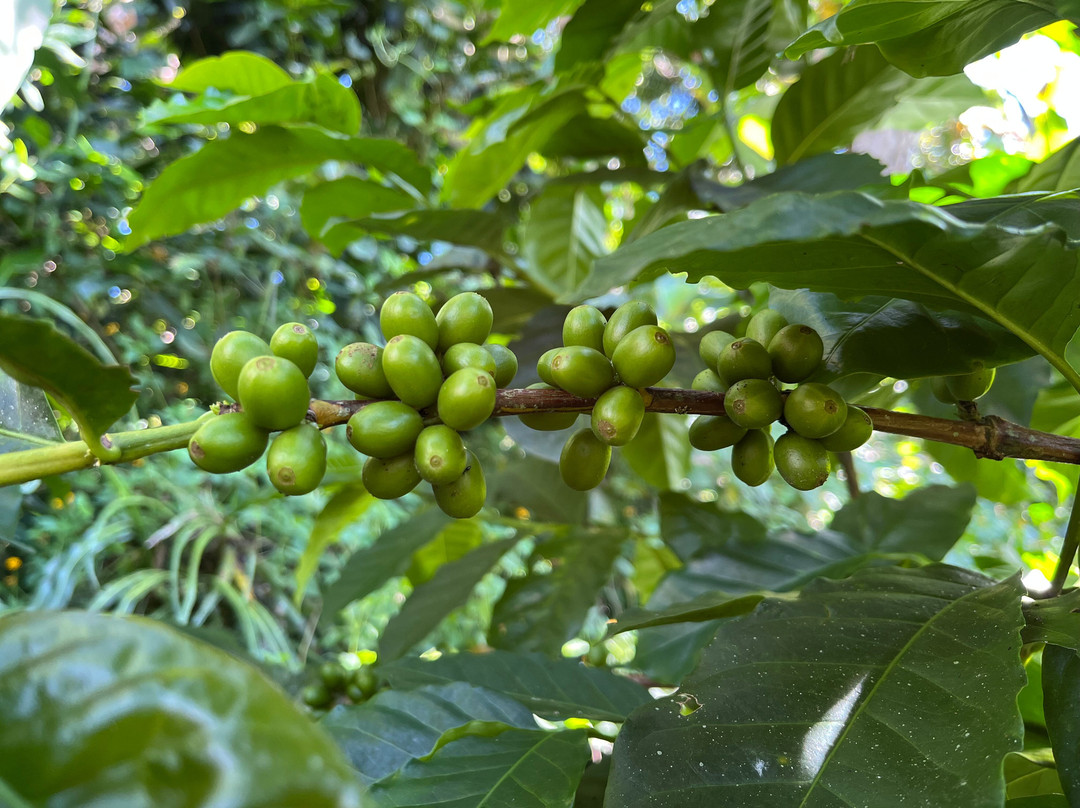 Ecoturismo La Nohelia-Jerico必去景点