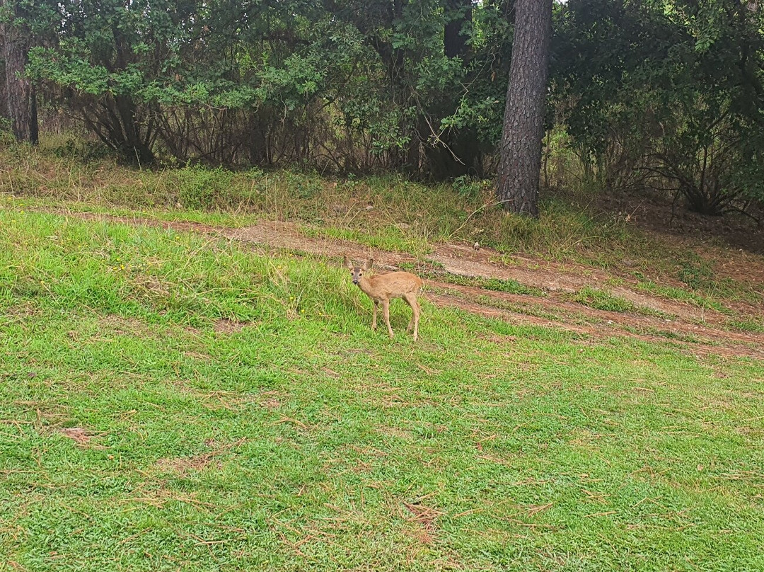 Golf International de Lacanau Ocean-Lacanau-Ocean必去景点