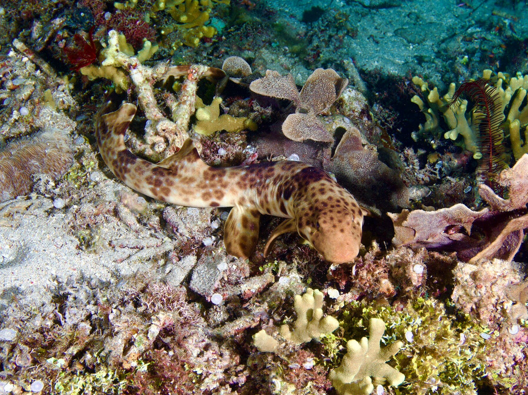 Wallacea Dive Cruises-索龙必去景点
