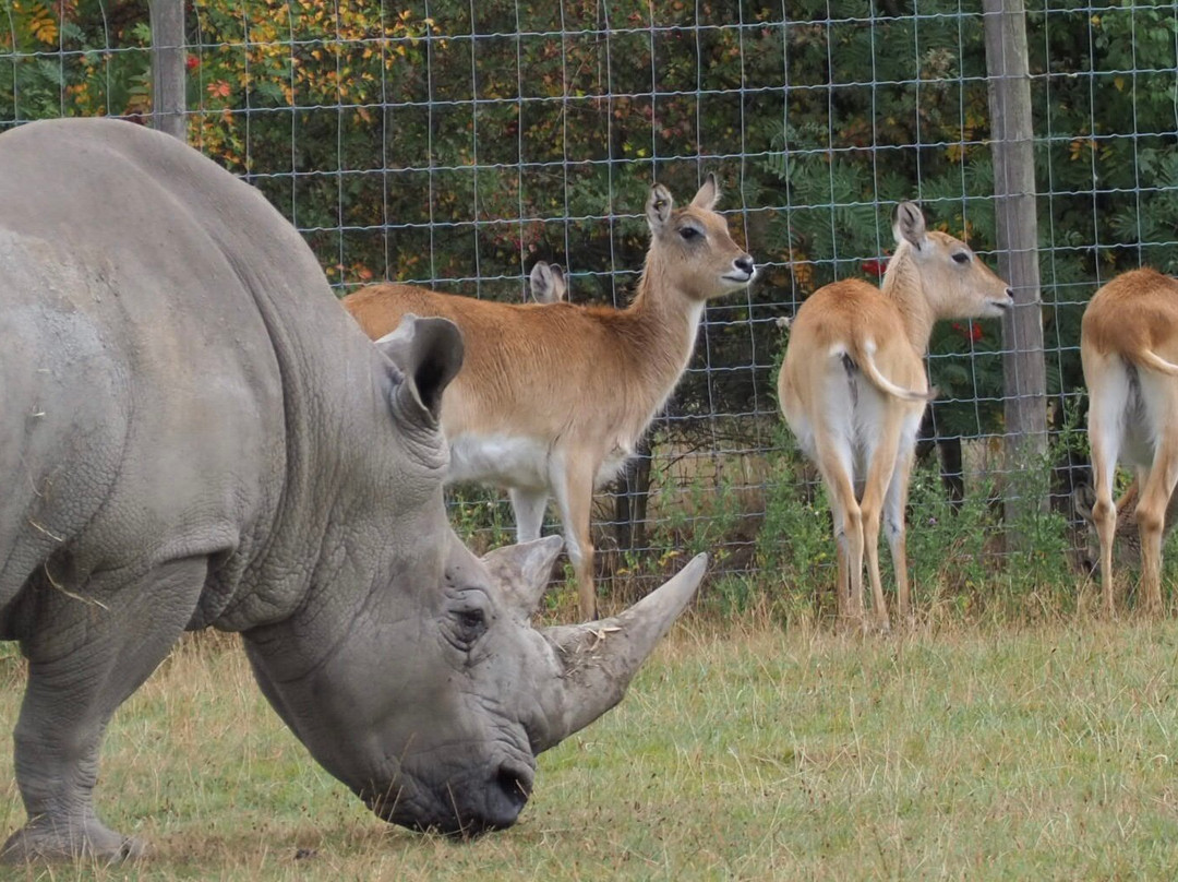 Knowsley Safari-Prescot必去景点