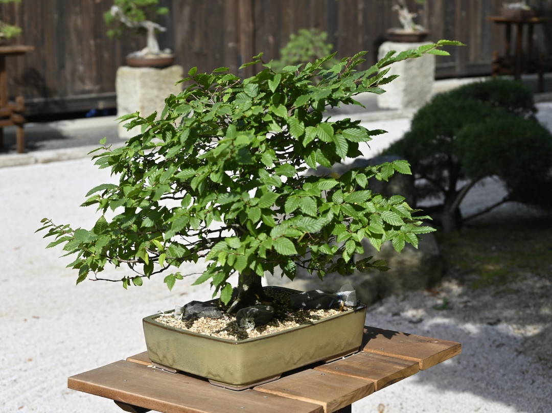 Siruwia - Japanese Garden-Przesieka必去景点