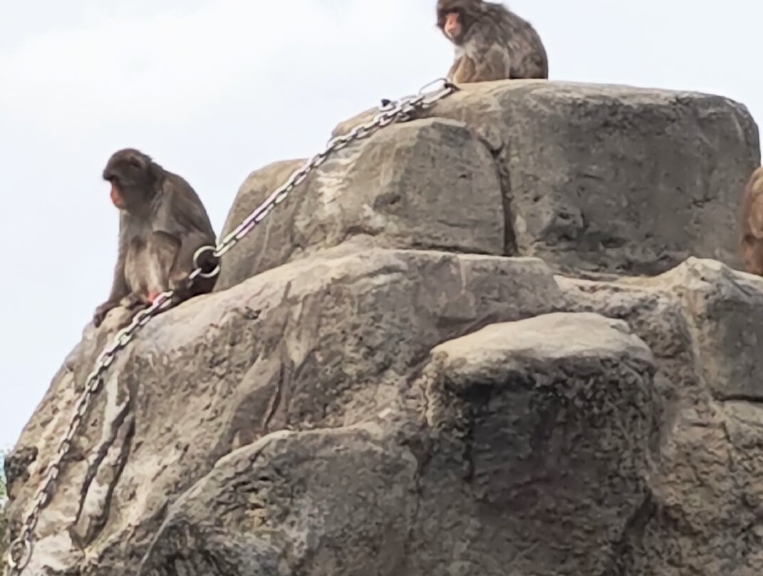 Ichikawa City Zoo-市川市必去景点