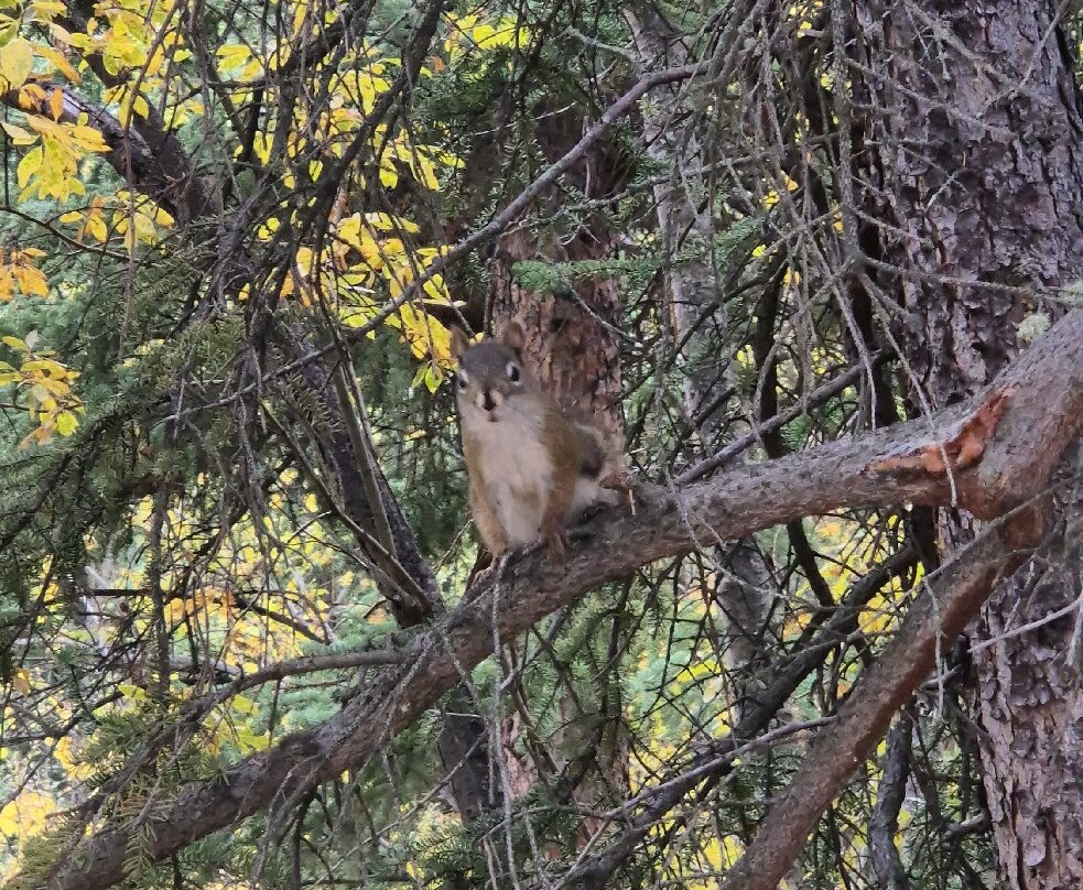 Antler's Rest Bed and Breakfast主图