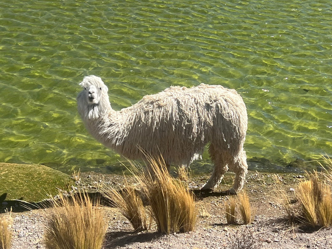 Tierra Milenaria-阿雷基帕必去景点