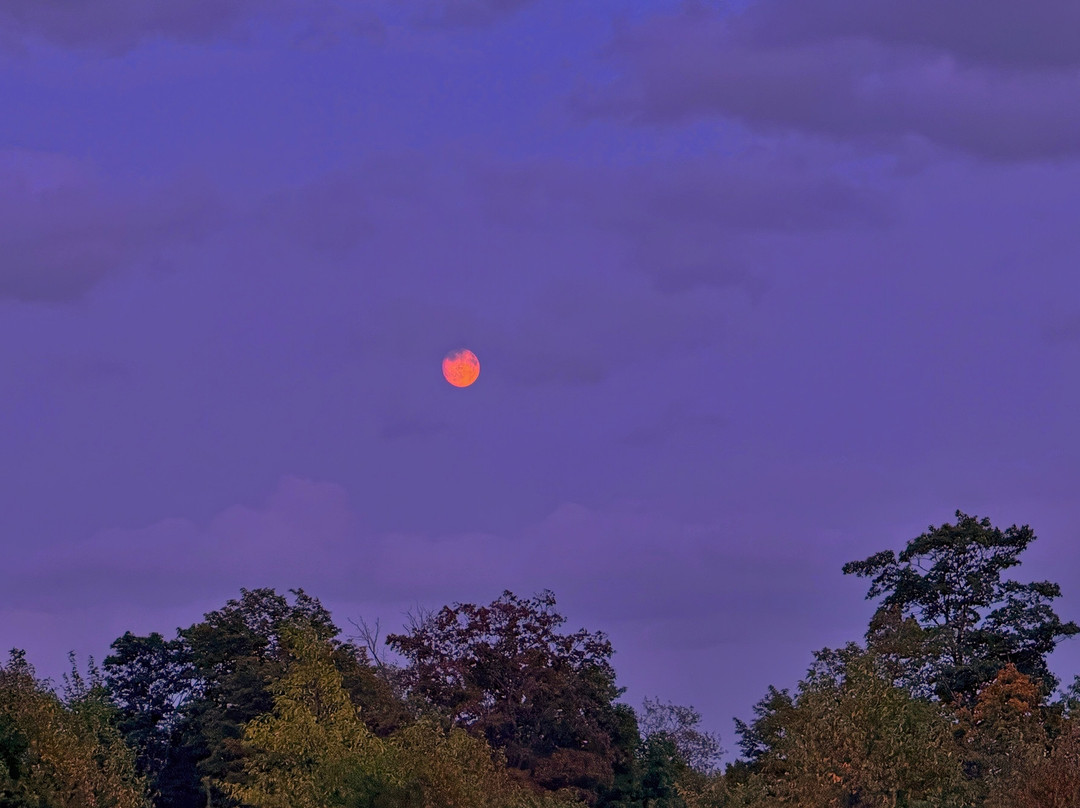 Cherry Springs State Park-Coudersport必去景点