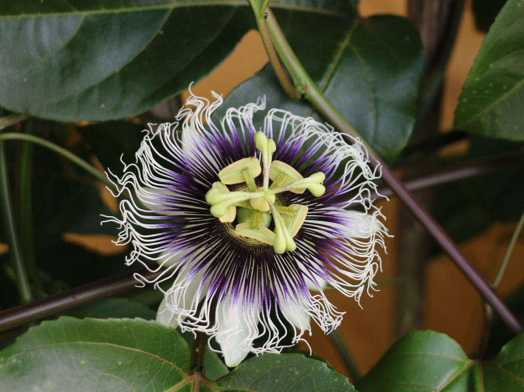 La Union Coffee Farm - Coffee & Fruits Tours-佩雷拉必去景点