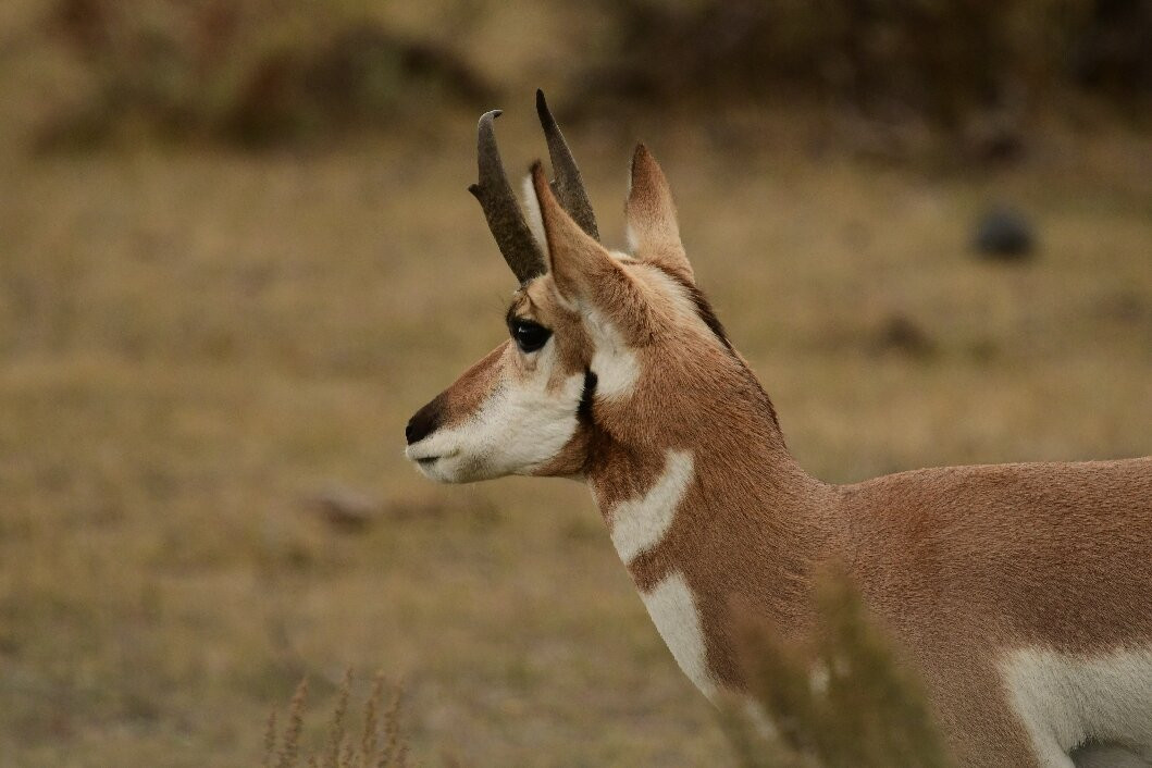 Yellowstone Wild-加德纳必去景点