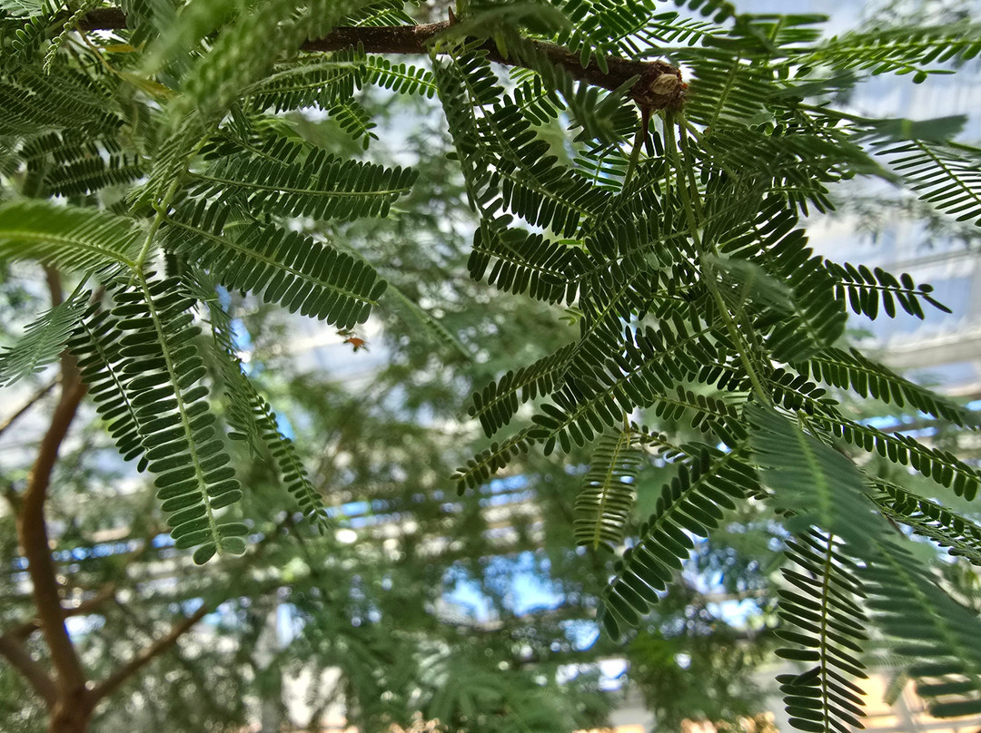 Plants of the Bible Conservatory