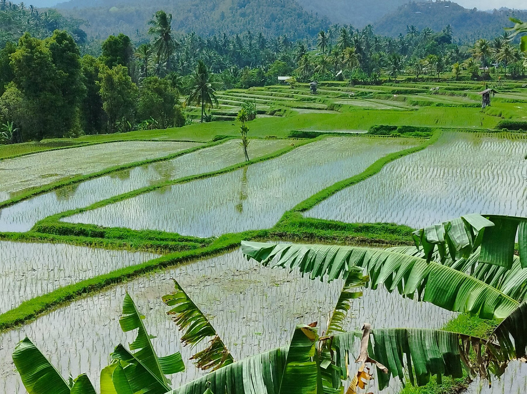 Bli Gojink Bali Professional Bali Driver-新加拉惹必去景点