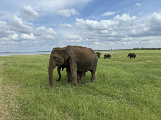 Rukshan Sri Lanka Tours & Travels-康提必去景点