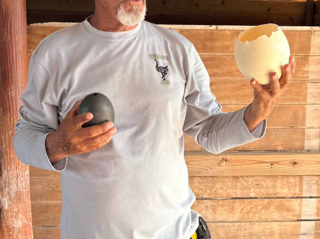 Aruba Ostrich Farm-奥腊涅斯塔德必去景点