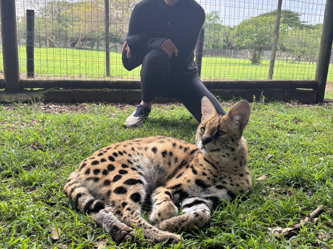 Zululand Cat Conservation Project-Hluhluwe Game Reserve必去景点