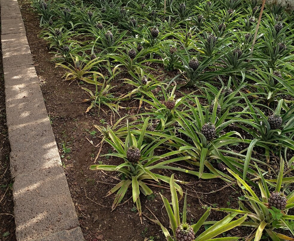 Arruda Pineapple Plantation-蓬塔德尔加达必去景点