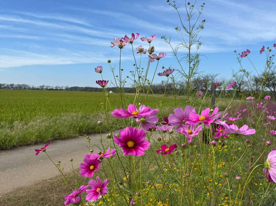 Sakura Furusato Square-佐仓市必去景点