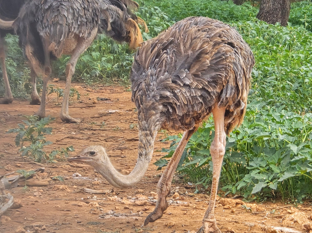 Safari Zoo Mallorca-萨可马必去景点