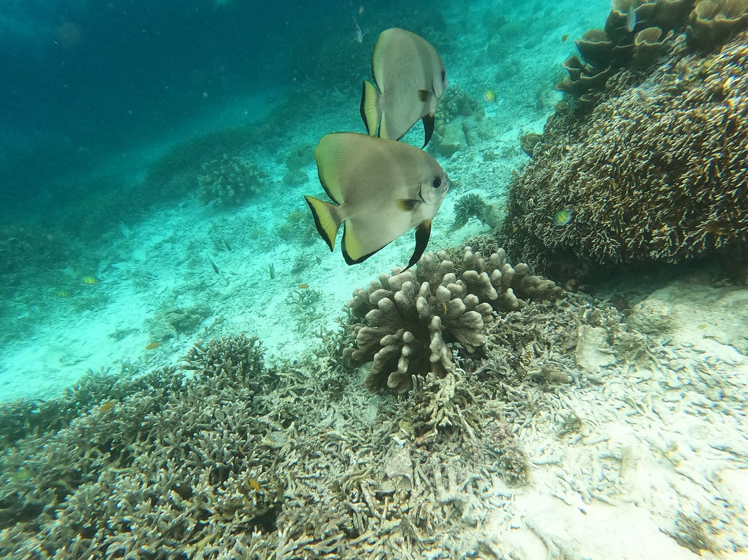 Raja Ampat Dive Trips-Arborek必去景点