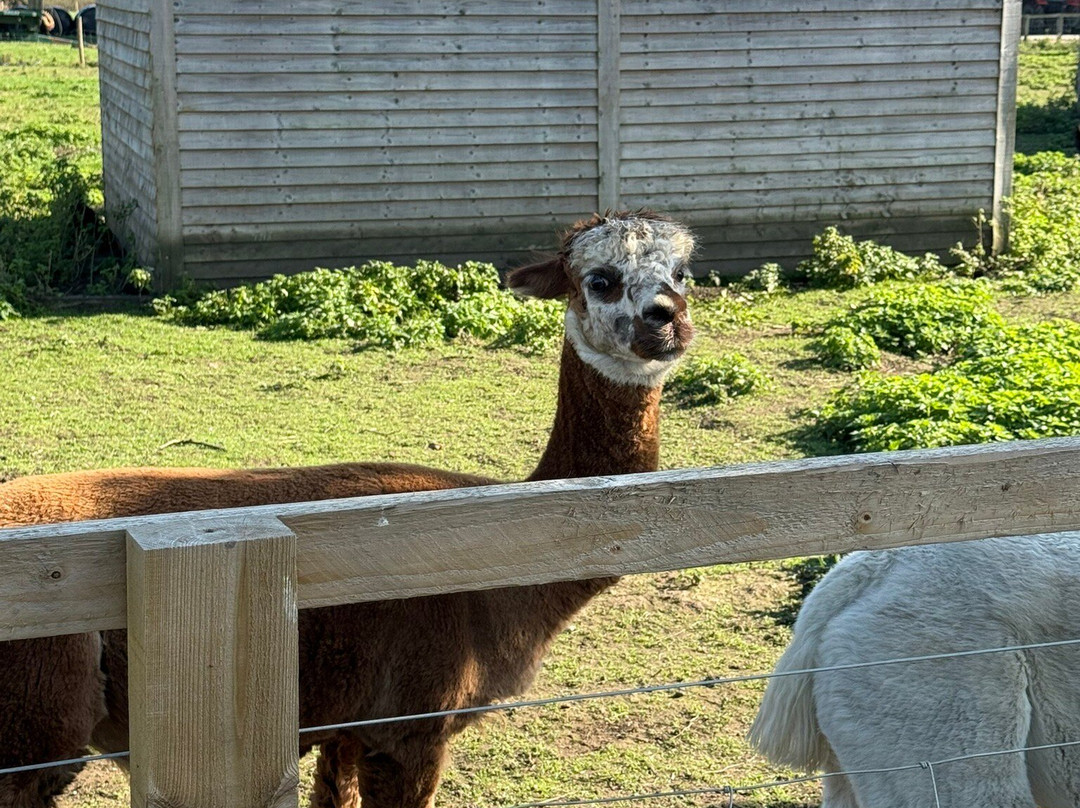 Elmet Alpaca Trekking and Tearoom-Sherburn in Elmet必去景点