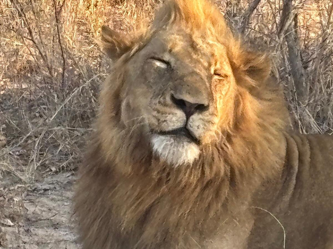 Thabamati Luxury Tented Camp主图