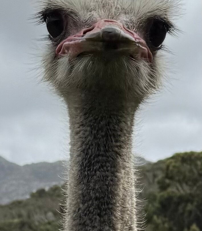 Escape to the Cape Sightseeing Tours-Rondebosch必去景点