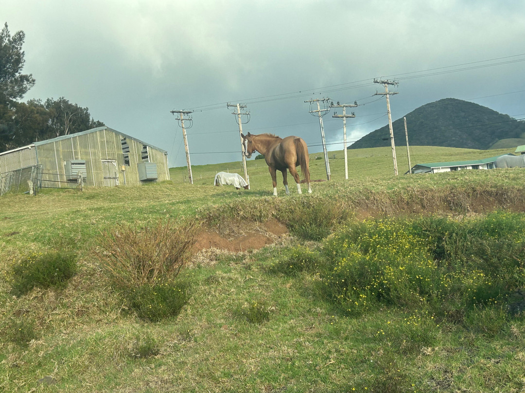 Paniolo Bbq Dinner-卡慕也拉必去景点