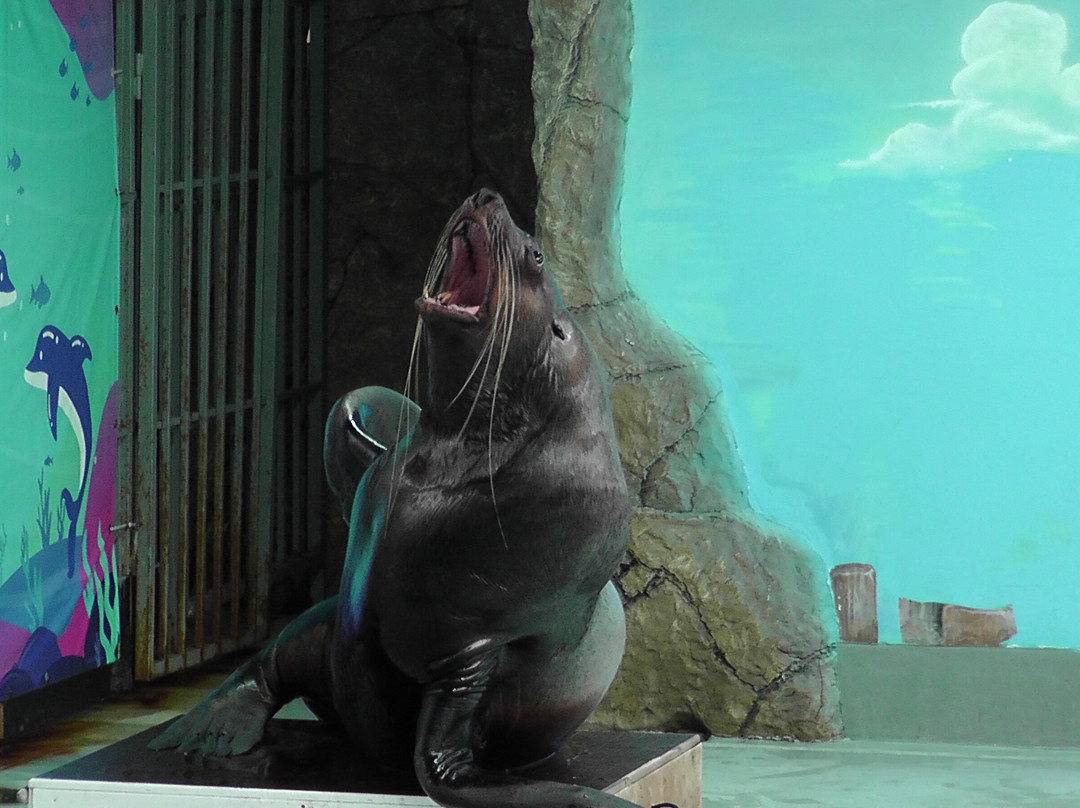Dolphinarium Lazarevskiy-Lazarevskoye必去景点