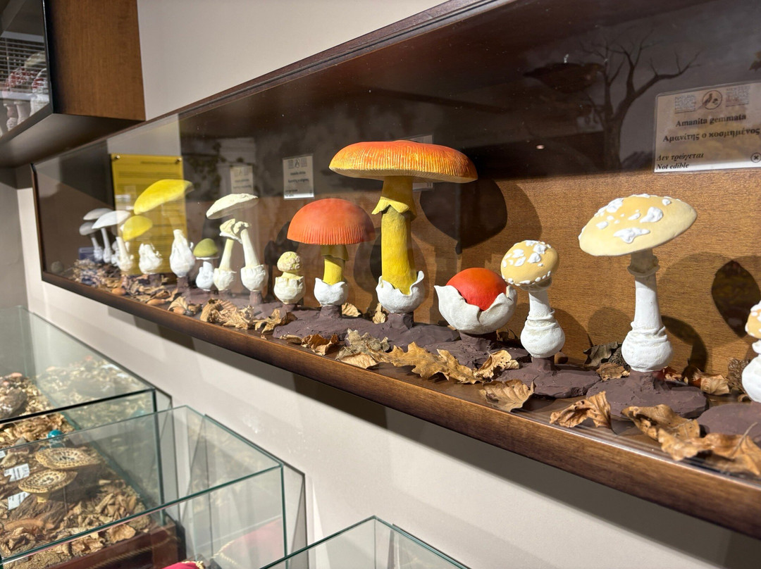 Natural History Museum of Meteora & Mushroom Museum-卡兰巴卡必去景点