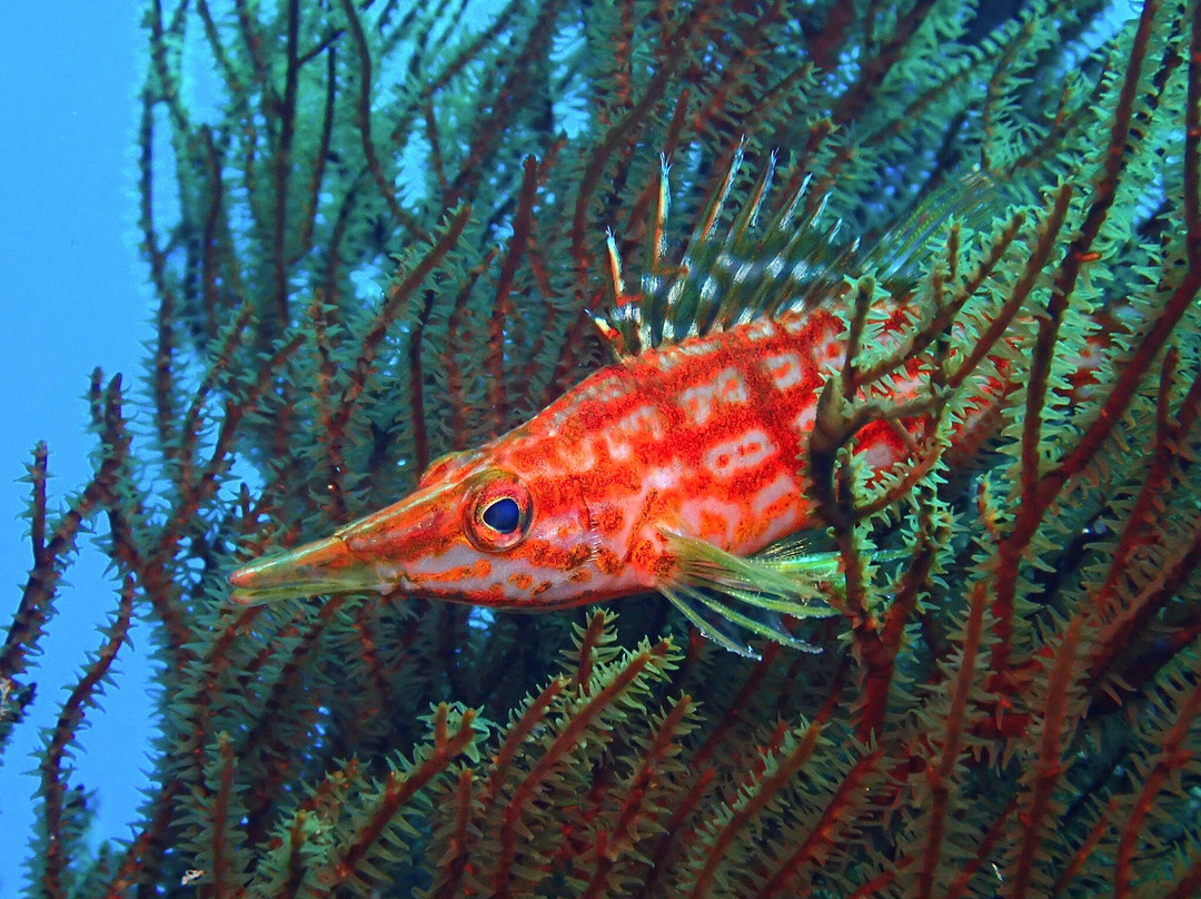 Maui Diamond Sea Sports-玛阿拉也亚必去景点