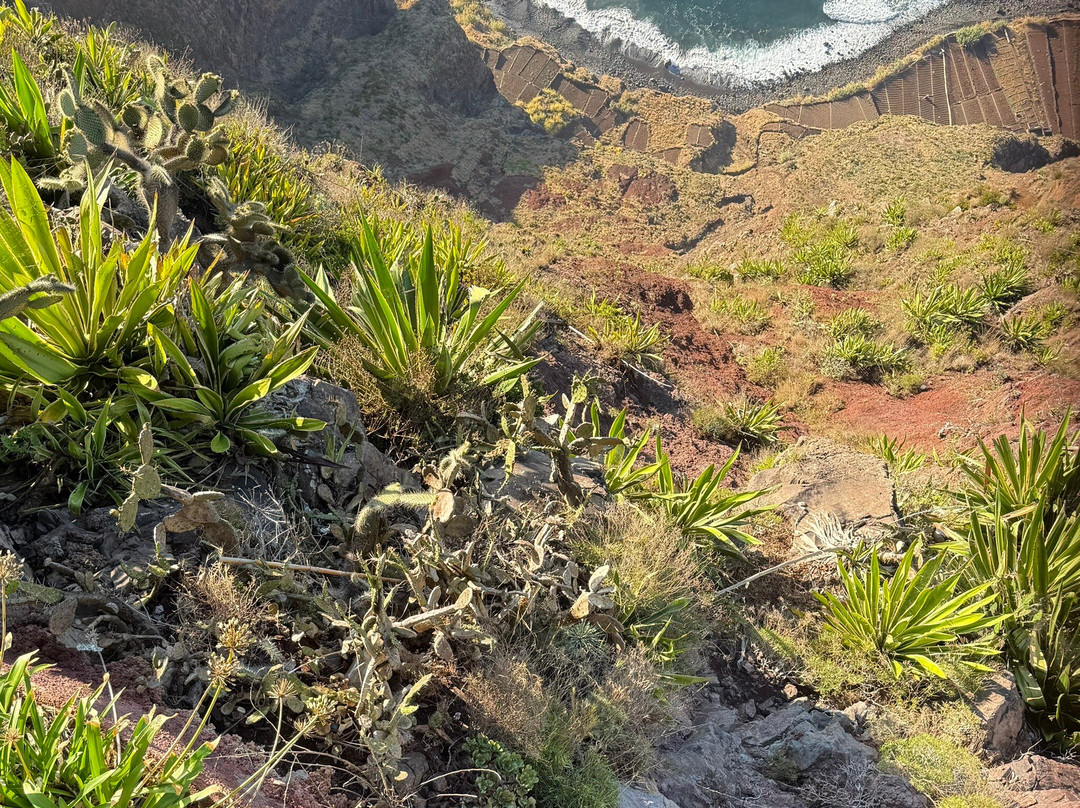 Nature Express Tours-Camara De Lobos必去景点