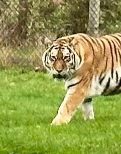 Woburn Safari Park-Woburn必去景点