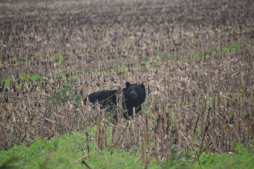Alligator River National Wildlife Refuge-Manns Harbor必去景点