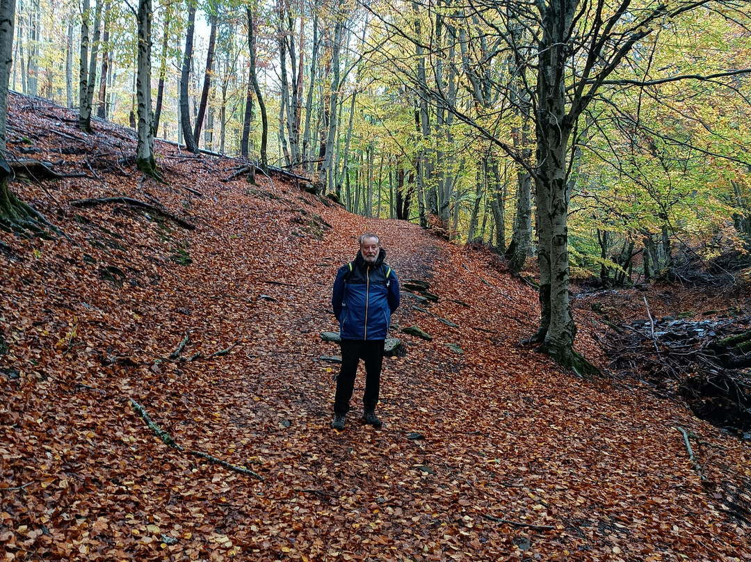 Parque Natural Hayedo de Tejera Negra-Cantalojas必去景点
