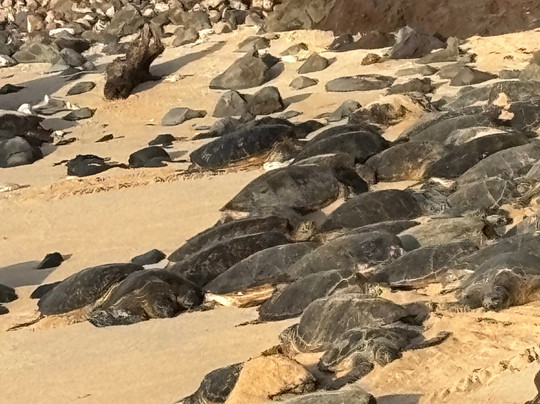 Hana Tours of Maui-毛伊岛必去景点