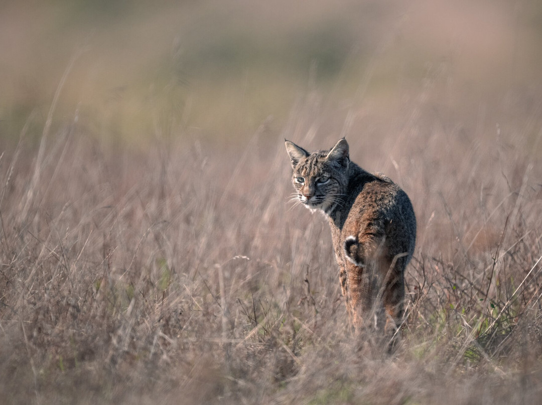 Point Reyes Safaris-Point Reyes Station必去景点