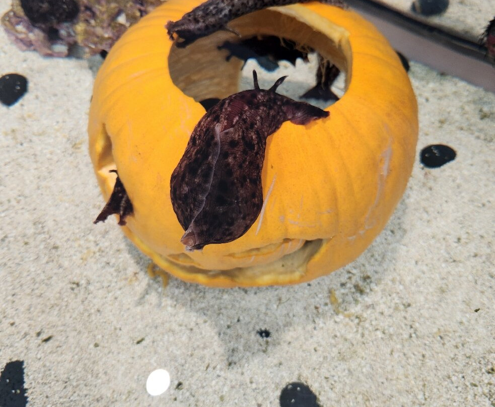 The Bailey-Matthews National Shell Museum & Aquarium-萨尼贝尔岛必去景点