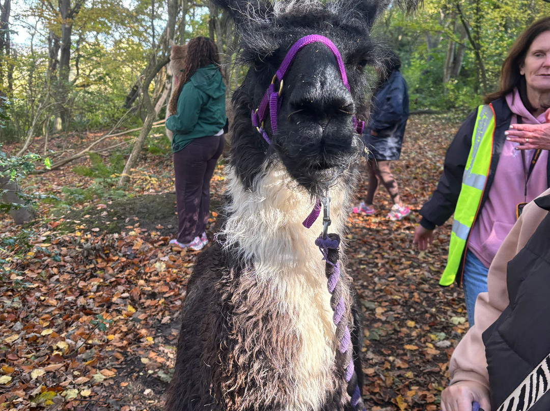 Holly Hagg Community Farm-谢菲尔德必去景点