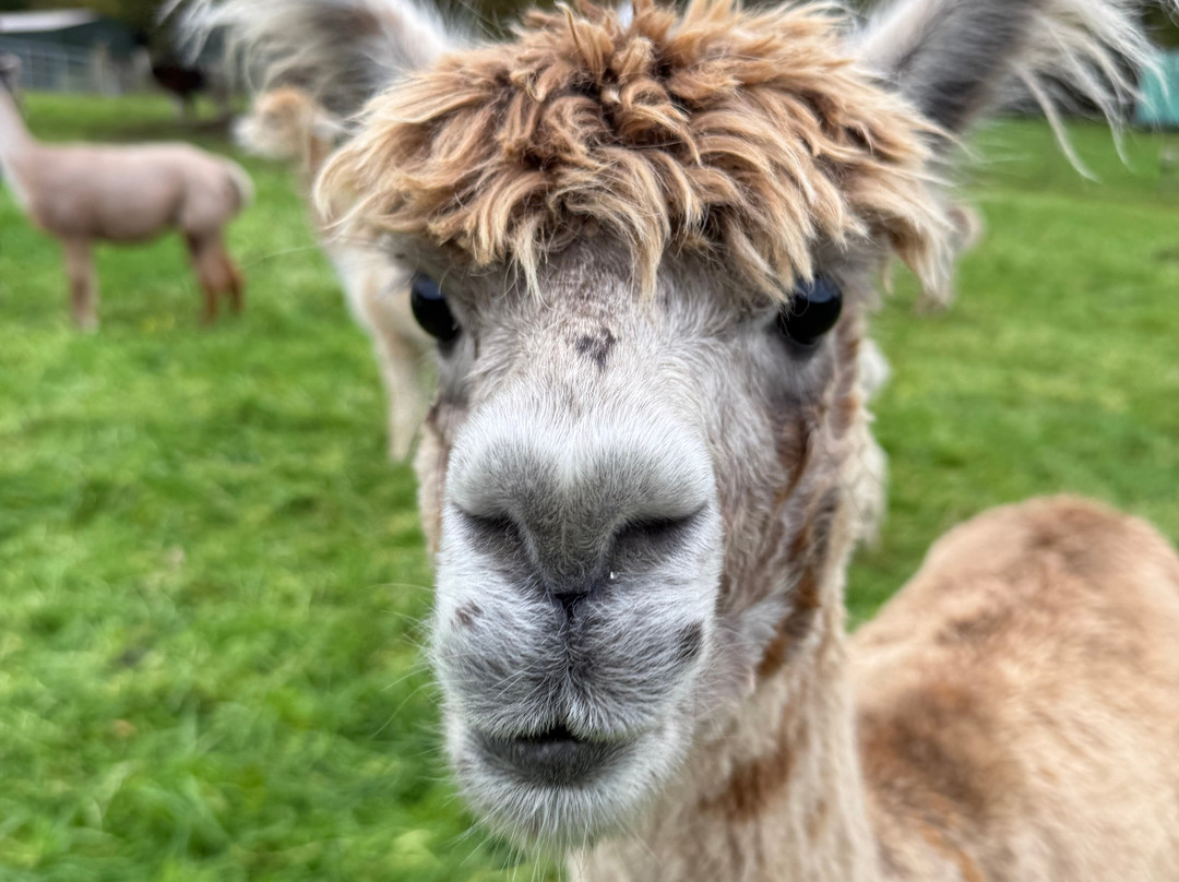 Bardsea Alpacas And Llamas-Bardsea必去景点