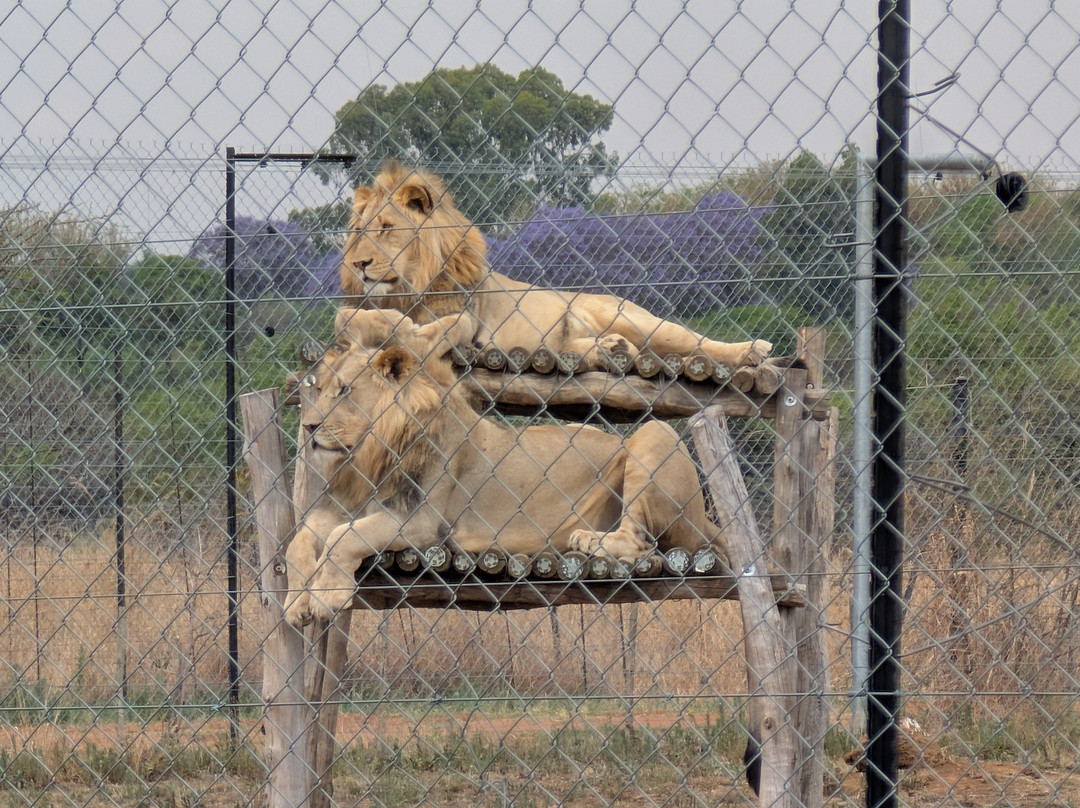 Lion and Cheetah Sanctuary-柯立南必去景点