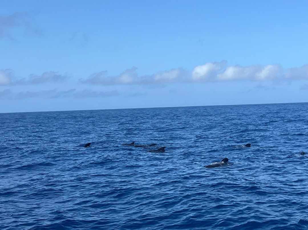 Nemo La Palma-Puerto de Tazacorte必去景点