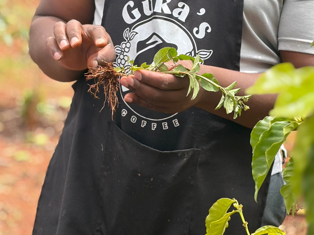 Guka's Coffee Tour-Muranga必去景点