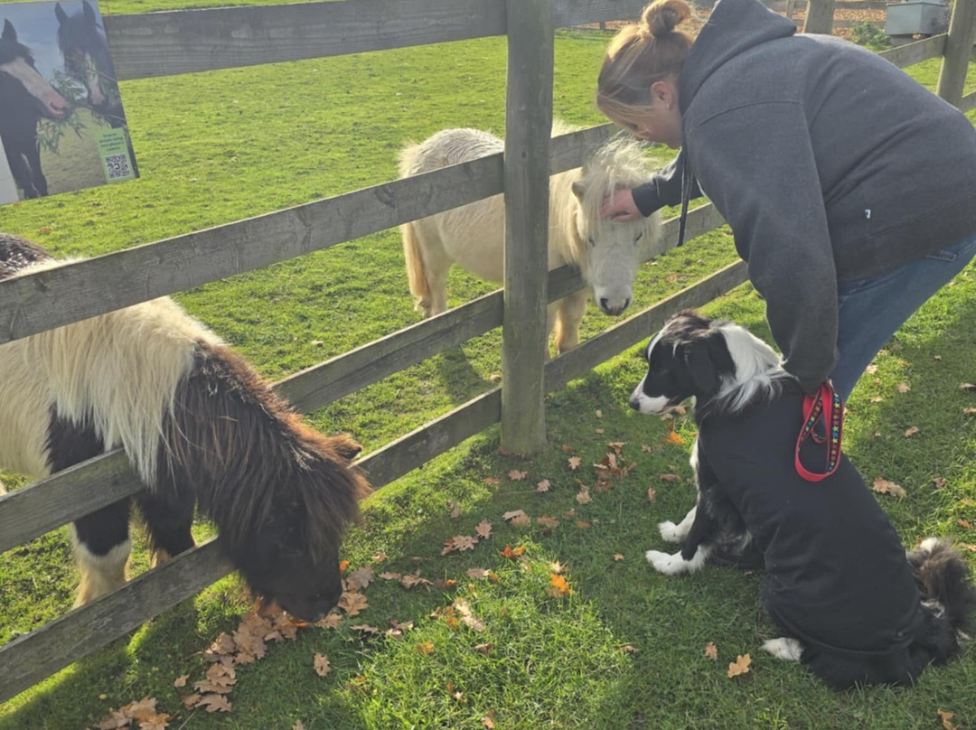 Bransby Horses-Bransby必去景点