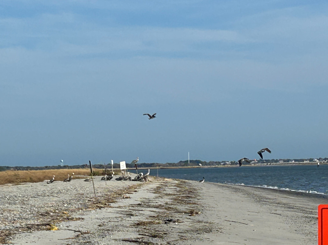 Charleston Fossil Adventures-查尔斯顿必去景点
